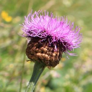 Alpen-bergscharte.jpg