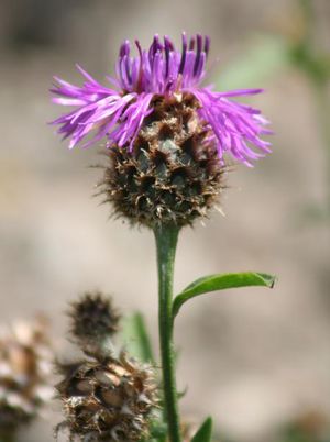 Gewöhnliche-skabiosen-flockenblume.jpg