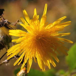 Gewöhnliche-acker-gänsedistel.jpg