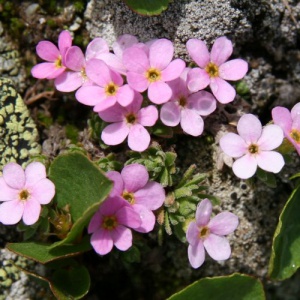 Alpen-mannsschild.jpg